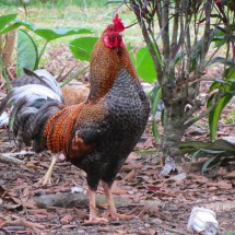 Cock in Villa Tunari